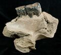 Partial Woolly Rhino Lower Jaw #3541-6